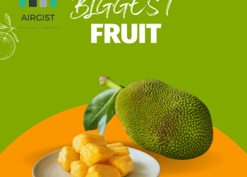 FACT OF THE DAY! THE BIGGEST FRUIT IN THE WORLD